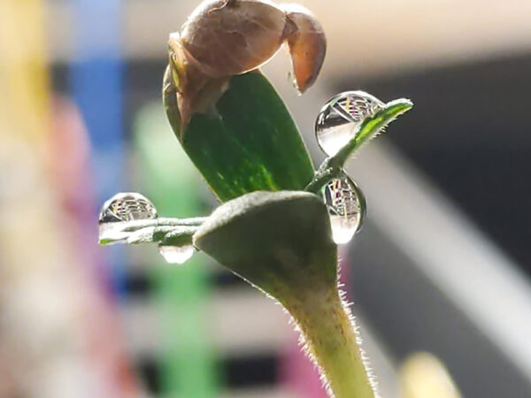 Germinated Super Skunk Seed