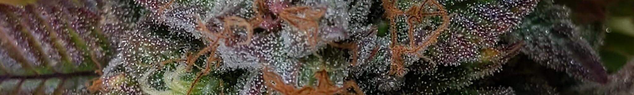 Oldskools Orange Blast